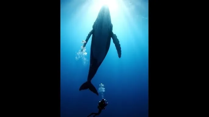 我要看av电影 - 深蓝星球：探索海洋深处的未知世界